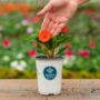 Sunpatiens – Compact Electric Orange – 4.5″ Pot